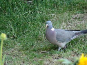 Pigeon having a picnic on the banks of the Seine, Paris.