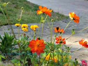Flowers on the bank of the Seine, Paris