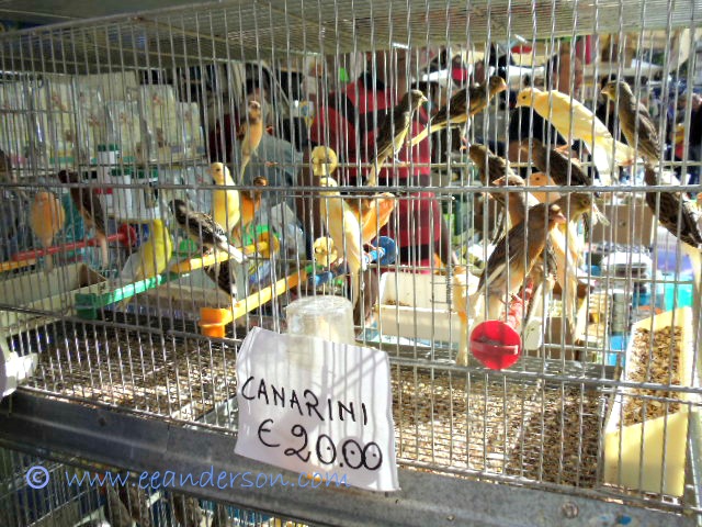 Canaries for sale