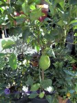 Lemon trees for sale