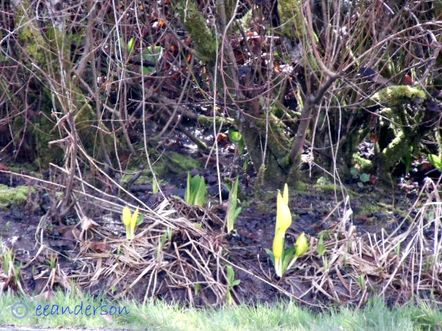 flowers pushing up through the ground
